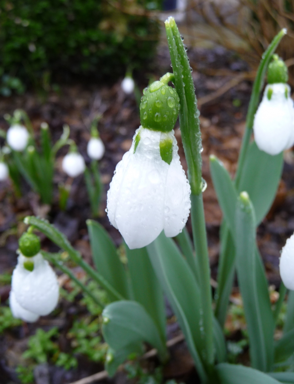 Sneeuwklokje - Planten - 