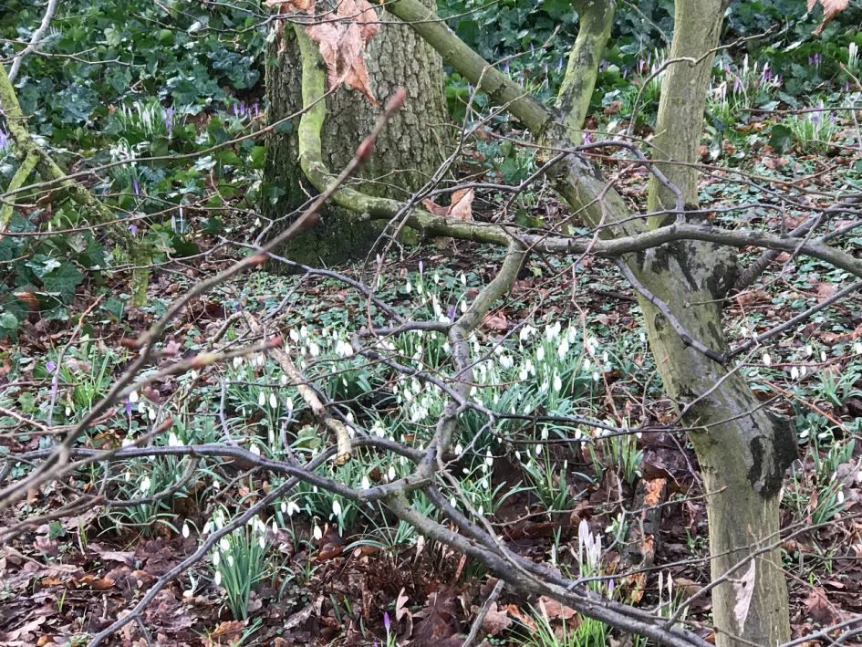 Sneeuwklokjes - Planten - 