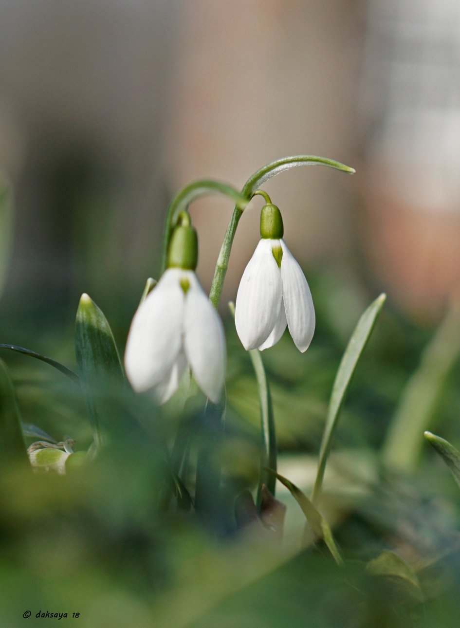Sneeuwklokjes - Planten - 