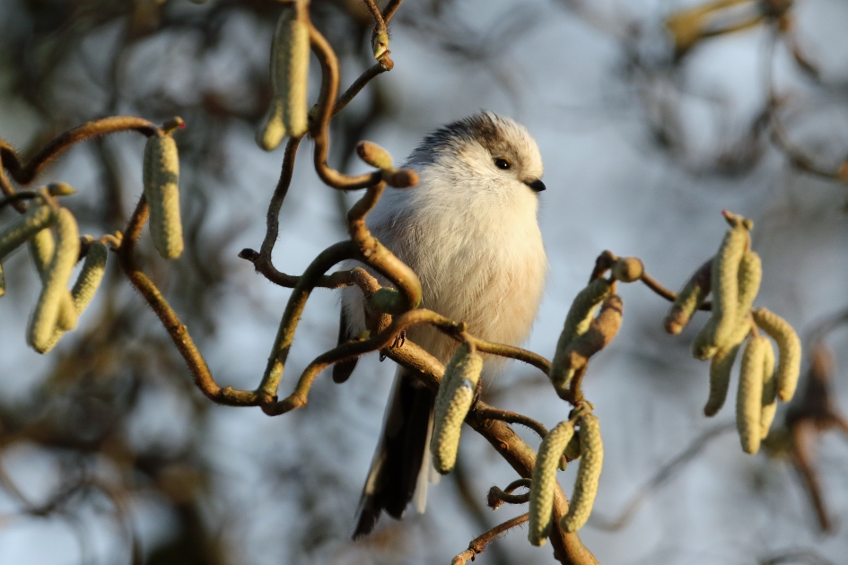 Snoepje van de week.. - Vogels - Staartmees