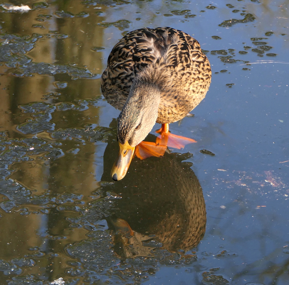 Spiegelbeeld - Vogels - Wilde eend