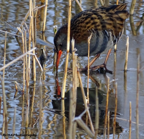 Spiegelbeeld van de Waterral, op het ijs.