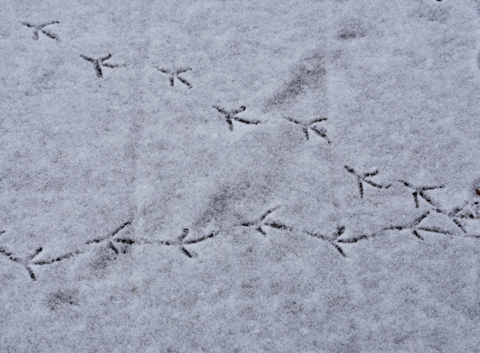 Sporen van ..... - Vogels - 