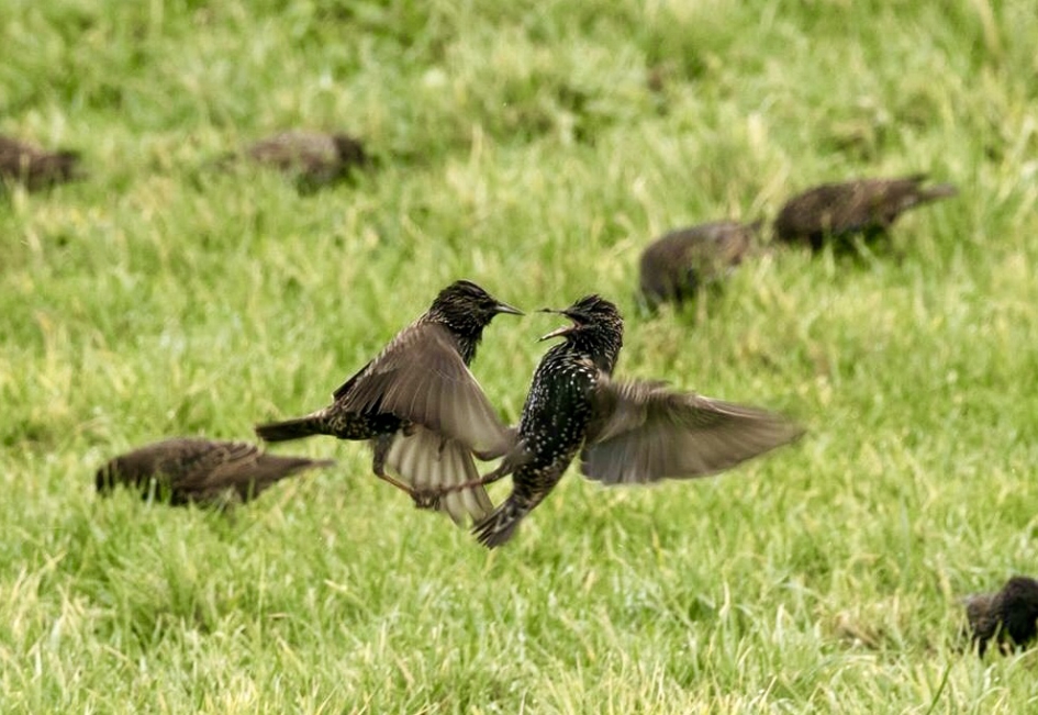 Spreeuwen - Vogels - Spreeuw