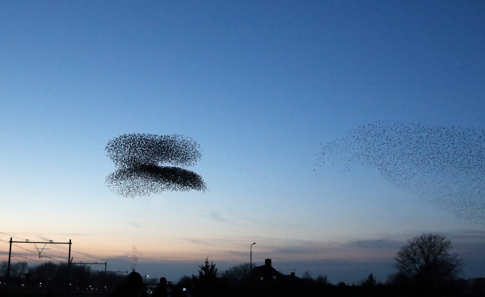 Spreeuwenburger - Vogels - Spreeuwenwolk