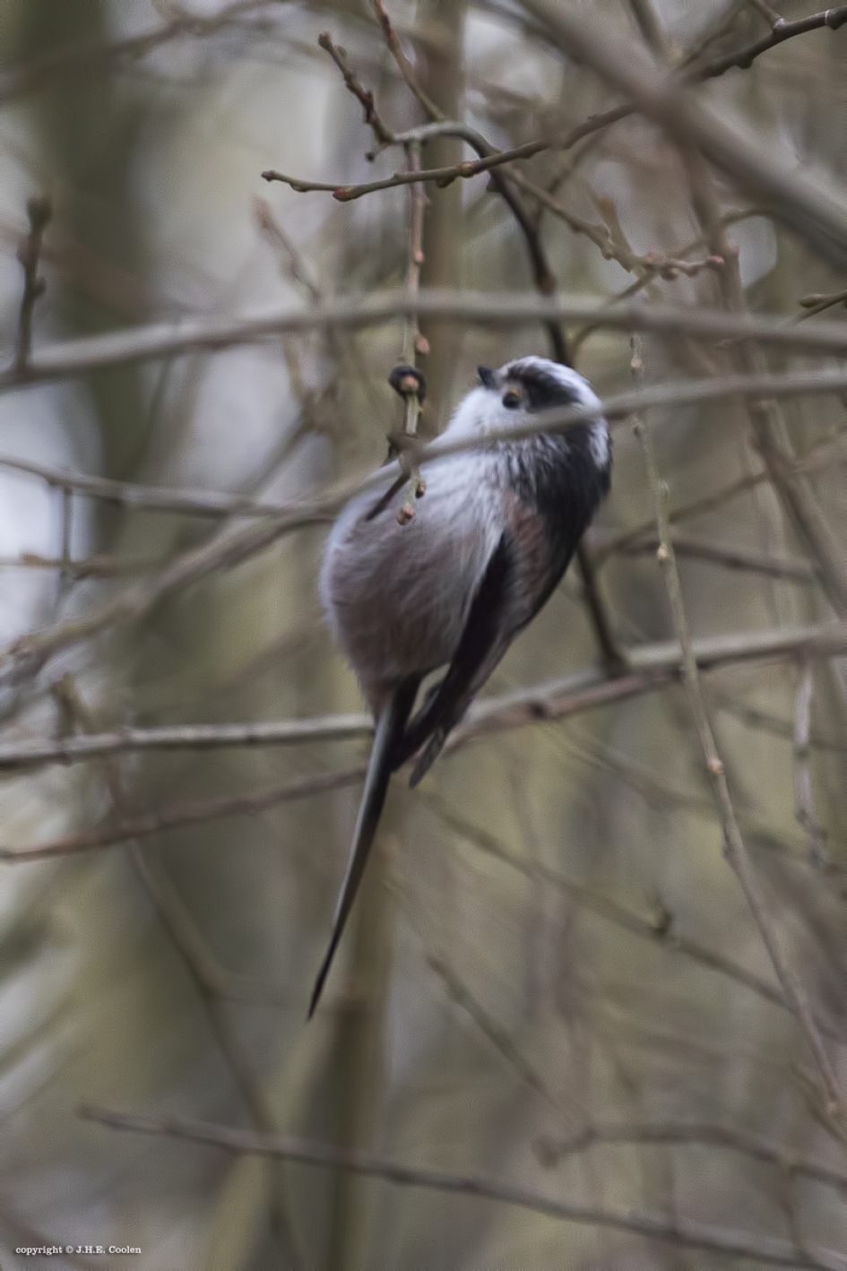 Staartmees - Vogels - Staartmees