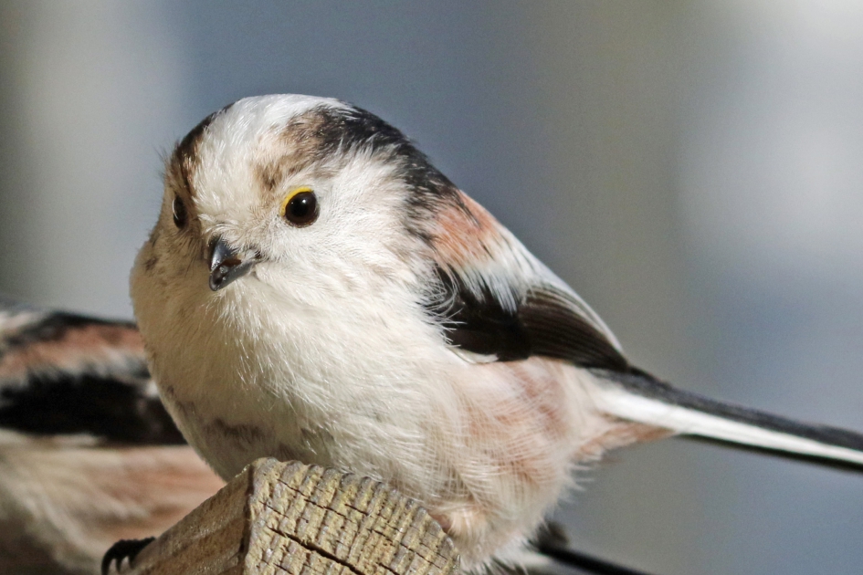 Staartmees - Vogels - 