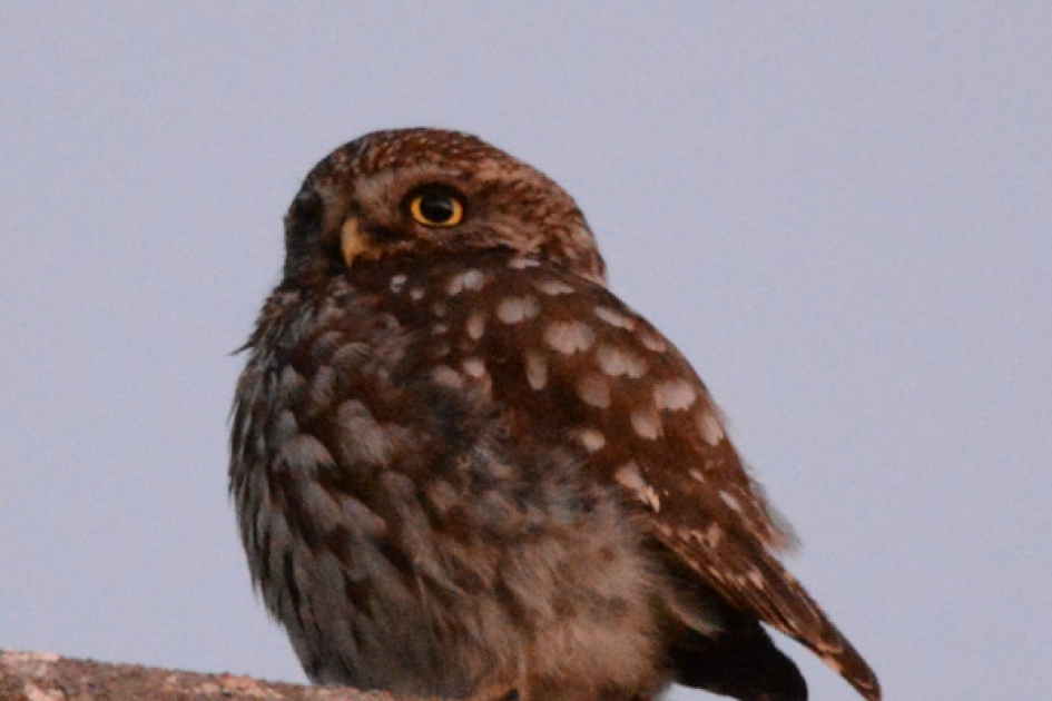 steenuiltje - Vogels - steenuiltje