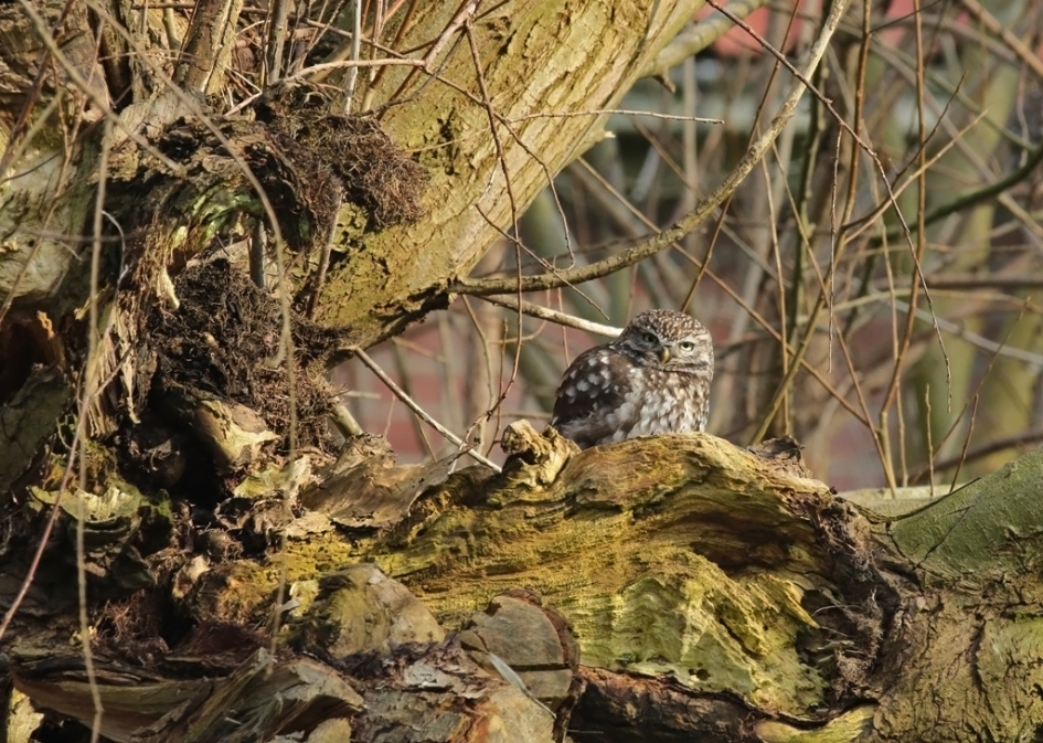 Steenuiltjes - Vogels - Steenuil