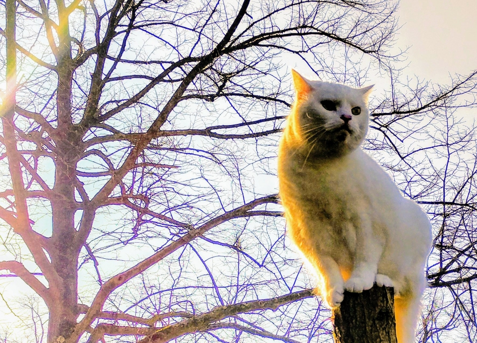 Stien - Zoogdieren - 