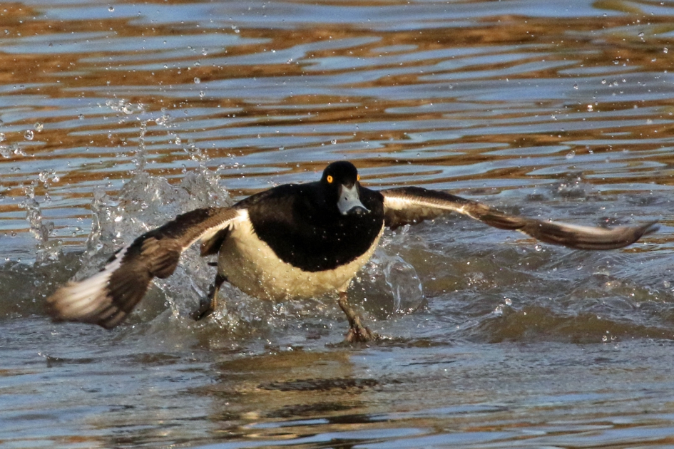 Stoere kuifeend - Vogels - Kuifeend (man)