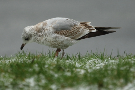 stormmeeuw -2de kalenderjaar-