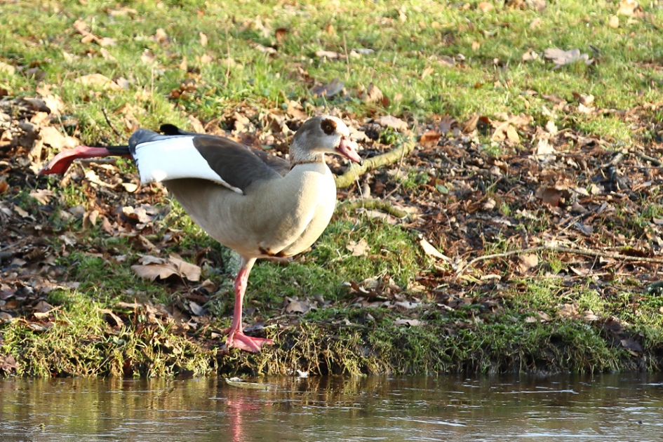 strekoefening - Vogels - 