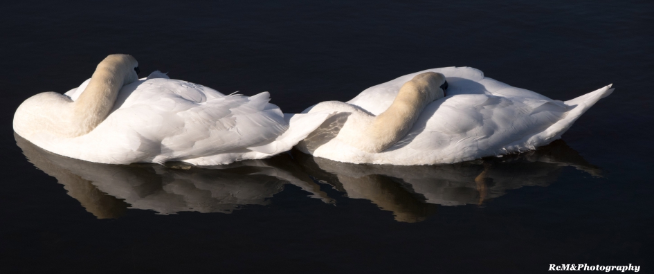 Synchroon Knobbelzwanen. - Vogels - Knobbelzwaan.