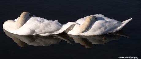 Synchroon Knobbelzwanen.