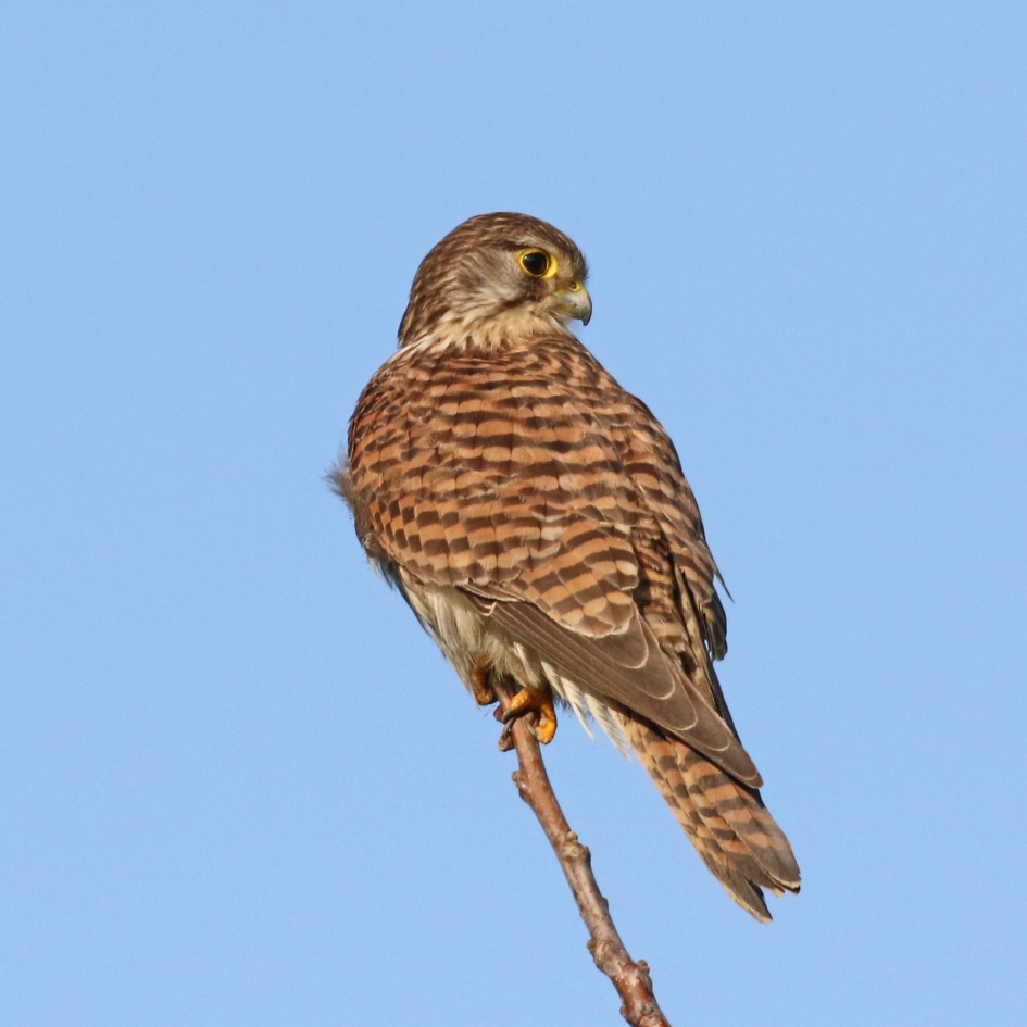 Torenvalk - Vogels - 