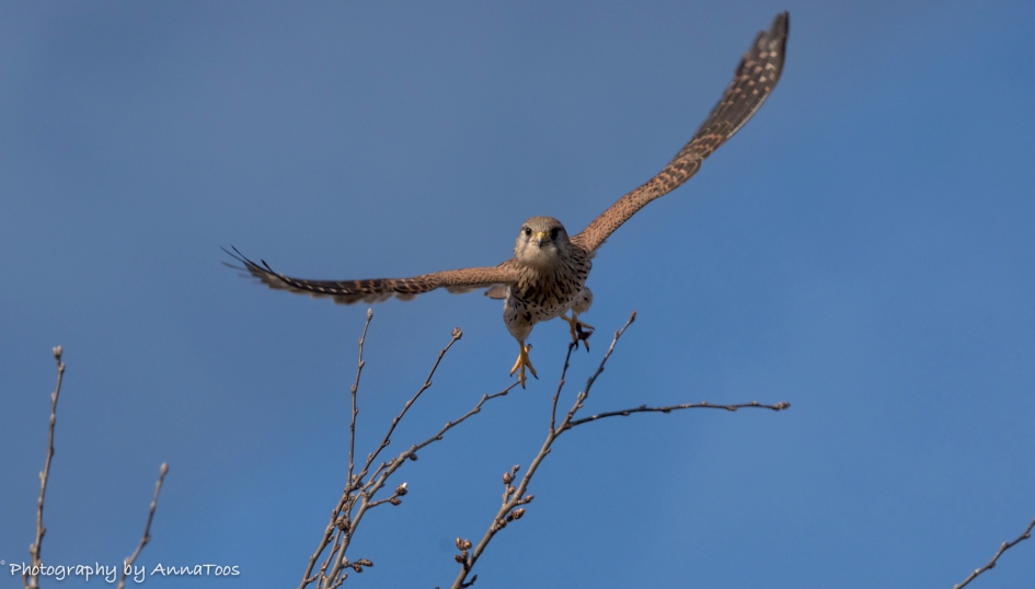 Torenvalk - Vogels - Torenvalk