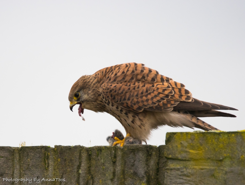 Torenvalk met botje - Vogels - Torenvalk
