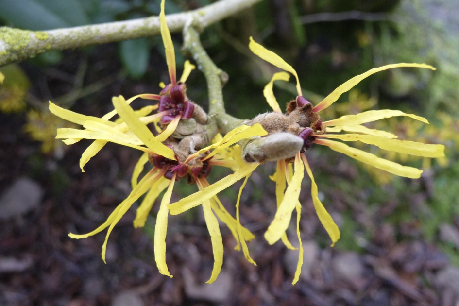 Toverhazelaar - Planten - 