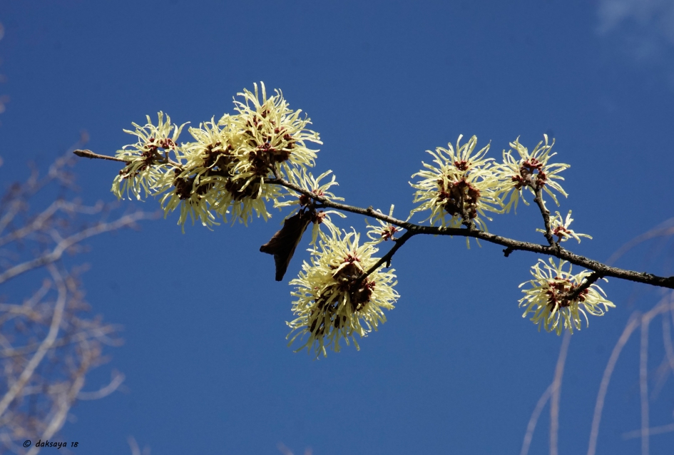 Toverhazelaar - Planten - 