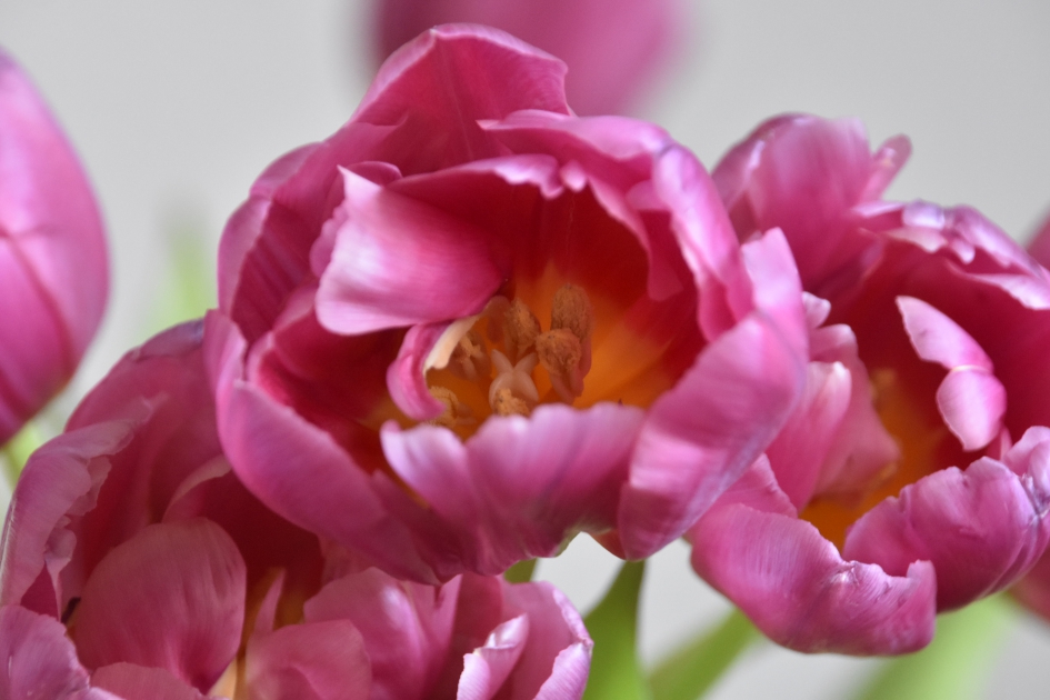 Tulpen - Planten - 