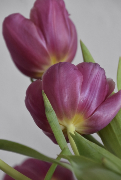 Tulpen in de vaas