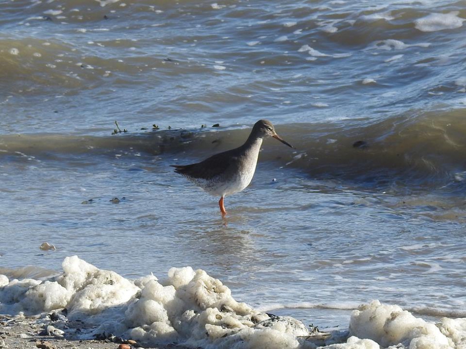 Tureluur in de branding - Vogels - Tureluur