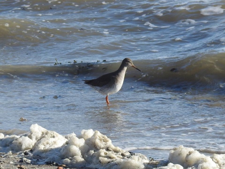 Tureluur in de branding