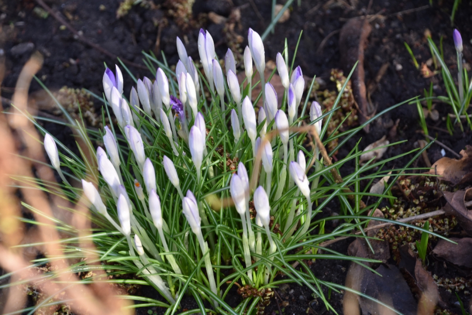 Twee kleuren... - Planten - 