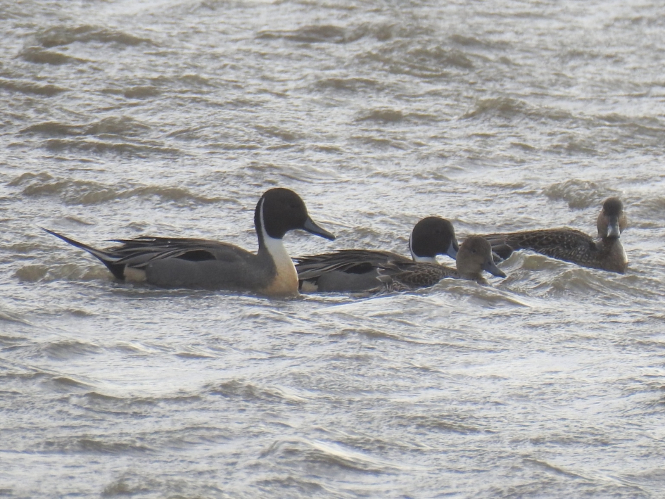 Twee paartjes pijlstaarteenden - Vogels - Pijlstaarteend