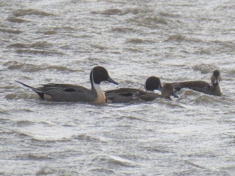 Twee paartjes pijlstaarteenden