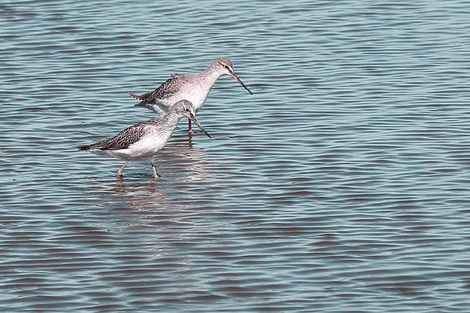 twee ruiters - Vogels - 