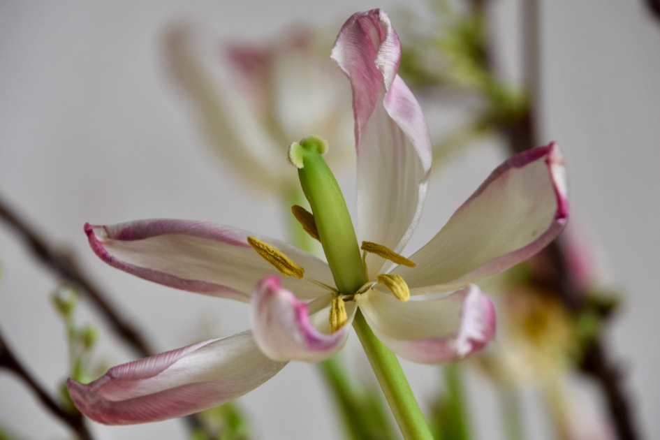 Uitgebloeid - Planten - 
