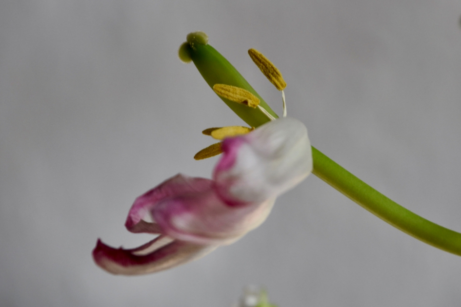 Uitgebloeid - Planten - 