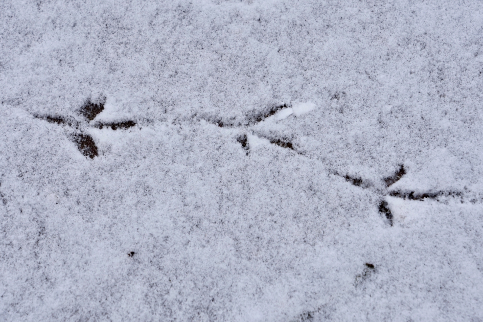 Uitgegleden.. - Vogels - 