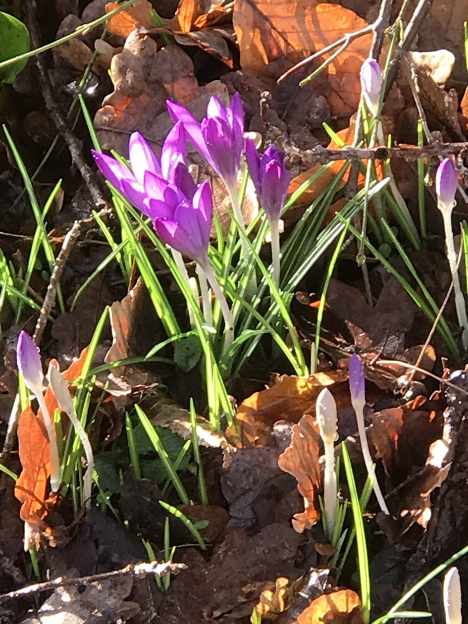 Vanmiddag in de zon - Planten - 
