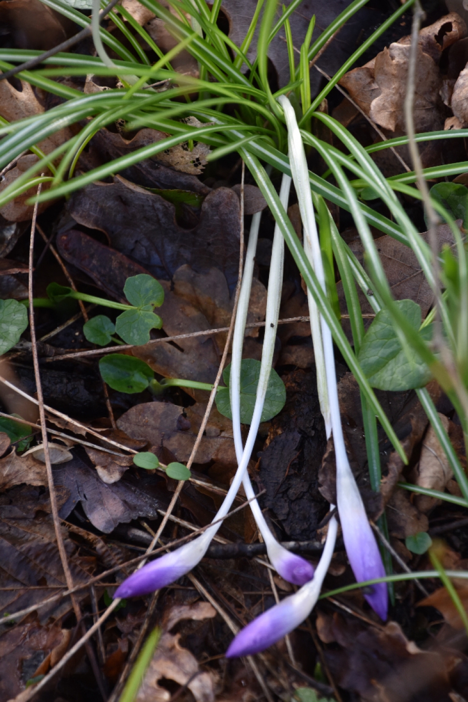 Vanmorgen na de lichte vorst - Planten - 