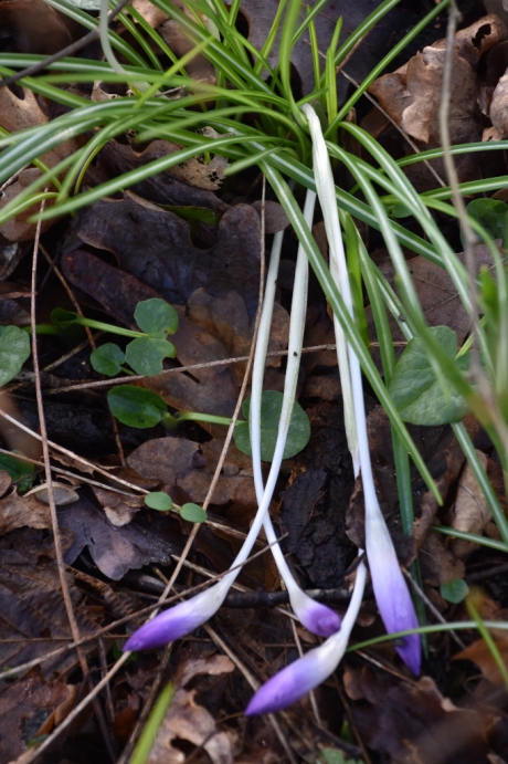 Vanmorgen na de lichte vorst