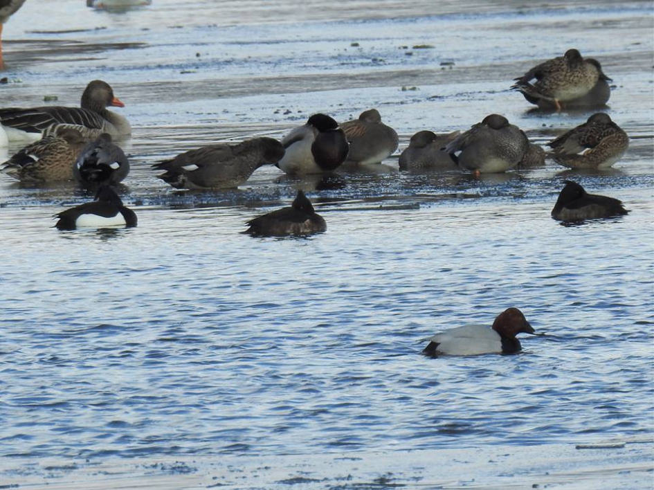 Veel ijs en een beetje open water - Weer en landschap - 