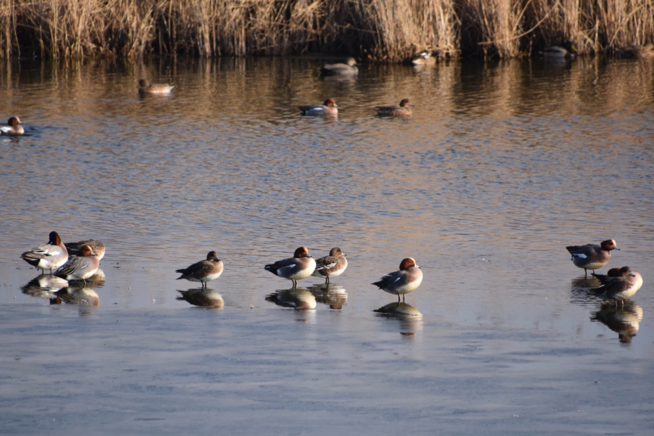 Veel smienten - Vogels - 