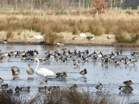 Veel soorten watervogels bij elkaar op het stukje open water, dat nog niet is dichtgevroren.