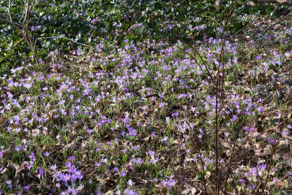 Veld met krokussen - Planten - 