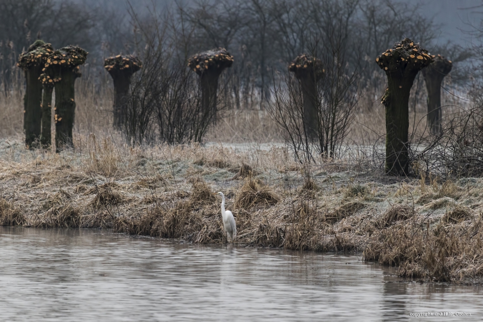 Verdekt opgesteld - Vogels - Grote zilverreiger