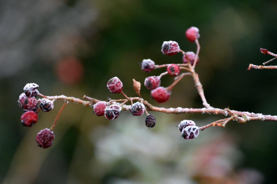 Verschrompeld - Planten - 