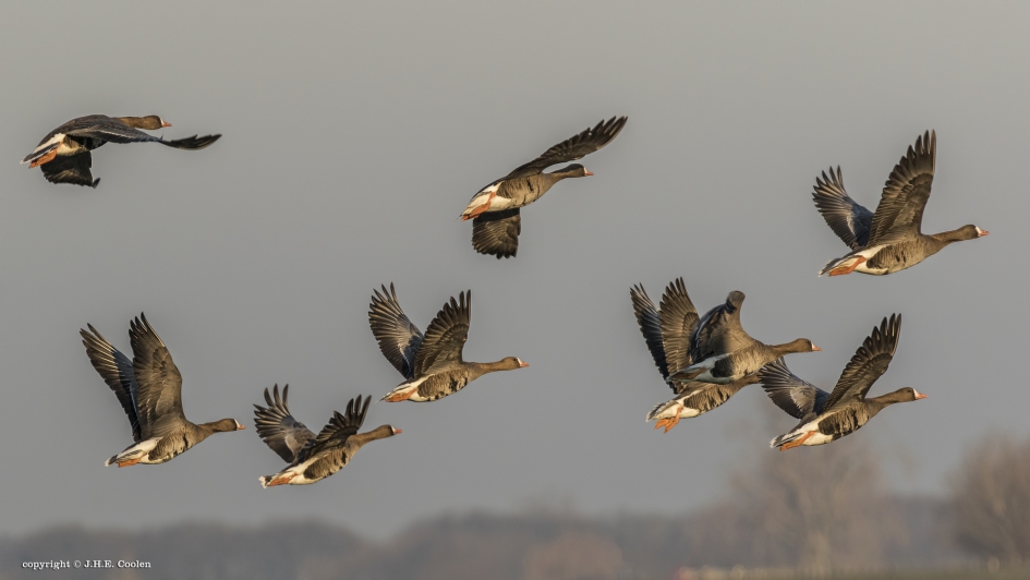 Vertrek... - Vogels - Kolgans
