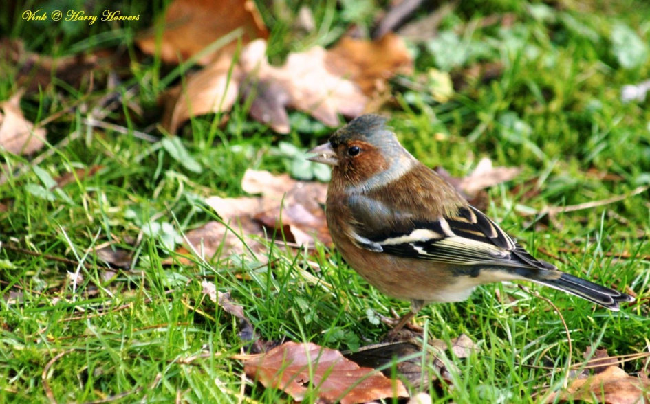 Vink - Vogels - vink