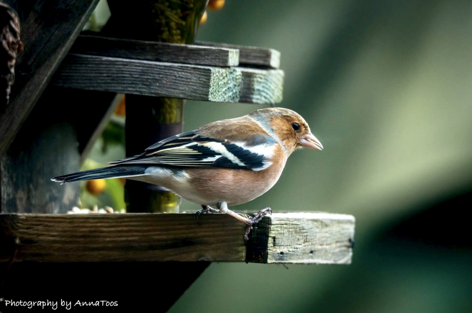 Vink - Vogels - Vink