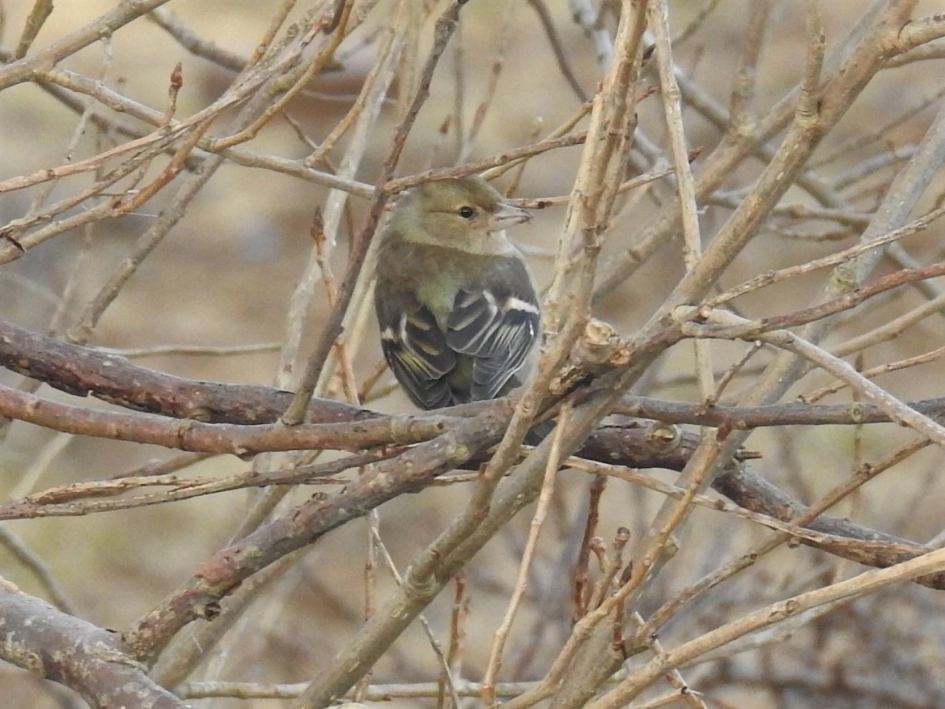Vink  vrouwtje - Vogels - Vink