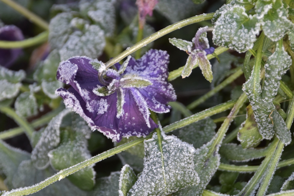 Viooltje met vorst randje - Planten - 