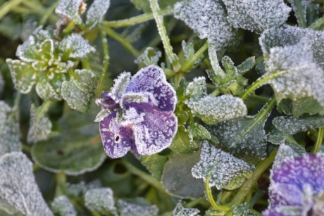 Viooltje na een nacht vorst